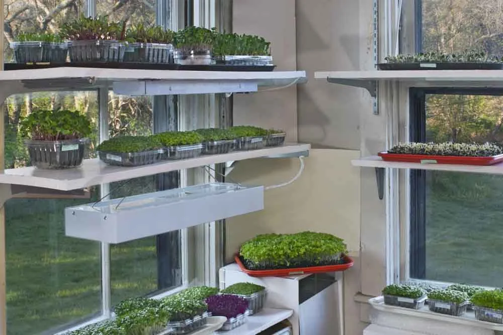 Garden windows ideal for indoor plants and growing herbs